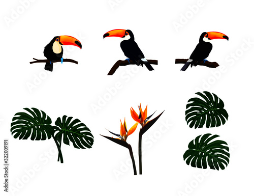 toco toucan_illustration