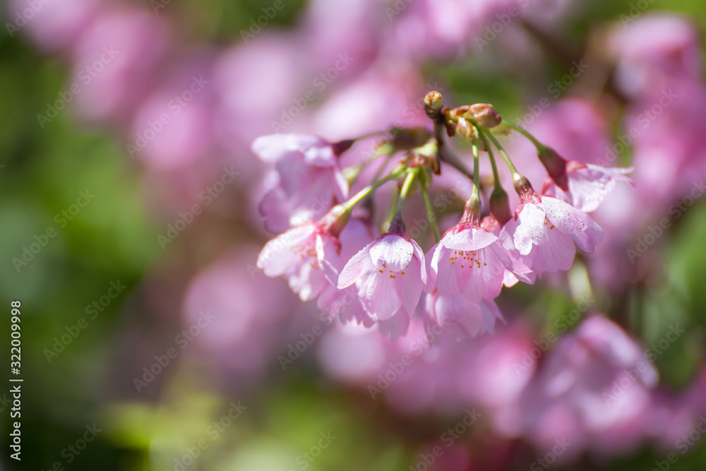 桜の花 春イメージ 桜の花 春イメージ