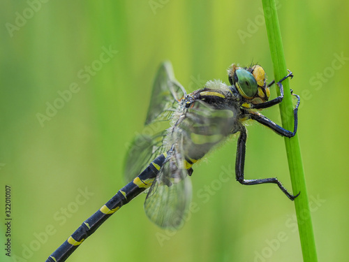 Golden-Ringed Dragonfly no 2