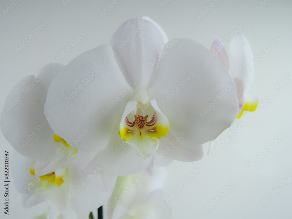 branch of a beautiful blooming white Orchid on a white background isolated