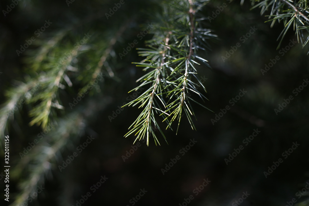 fir tree branch fir tree branch