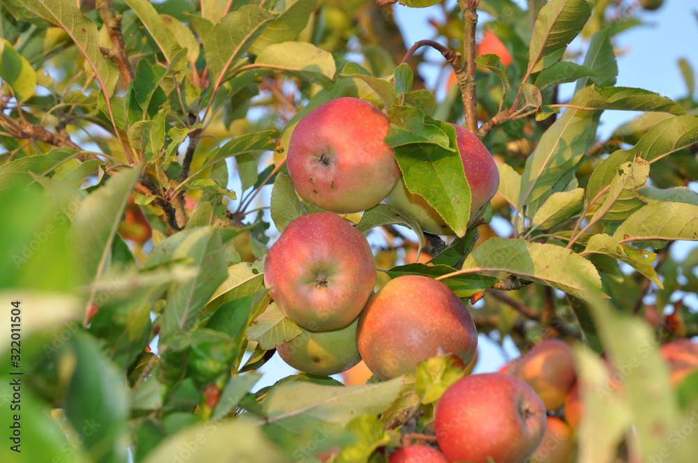 Äpfel an einem Apfelbaum