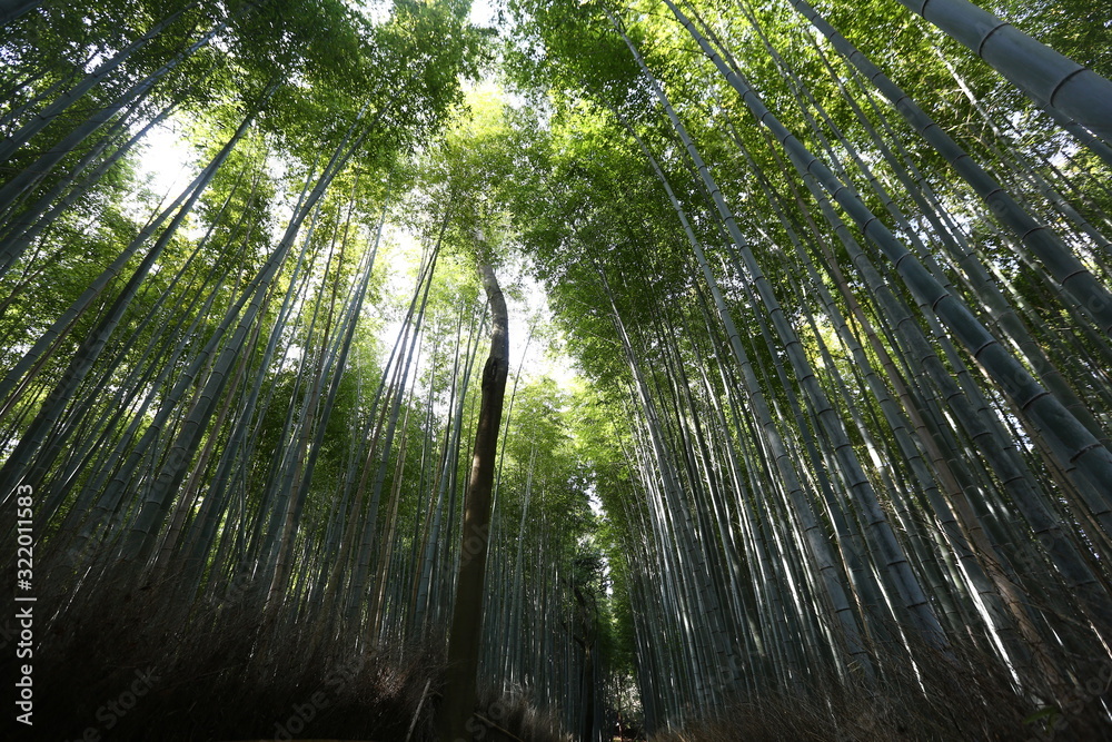 Fototapeta premium bamboos in the forest at Kyoto Japan