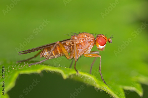 Scathophaga stercoraria, commonly known as the yellow dung fly or the golden dung fly. Scathophaga Stercoraria Fly or Yellow Dungfly Diptera Parasite Insect on Plant.