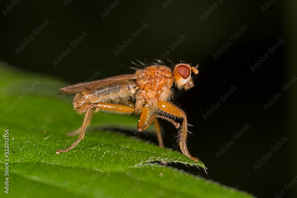 Scathophaga stercoraria, commonly known as the yellow dung fly or the golden dung fly. Scathophaga Stercoraria Fly or Yellow Dungfly Diptera Parasite Insect on Plant. Scathophaga stercoraria, commonly known as the yellow dung fly or the golden dung fly. Scathophaga Stercoraria Fly or Yellow Dungfly Diptera Parasite Insect on Plant.