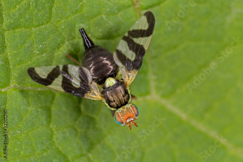 Urophora cardui or the Canada thistle gall fly is a fruit fly. Thistle gall fly (Urophora cardui). Small fly with patterned wings in the family Tephritidae. photo