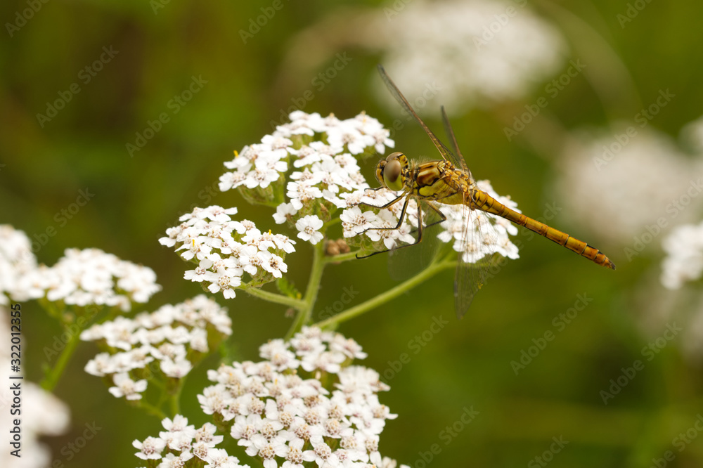 Große Heidelibelle (Sympetrum striolatum) Große Heidelibelle (Sympetrum striolatum)