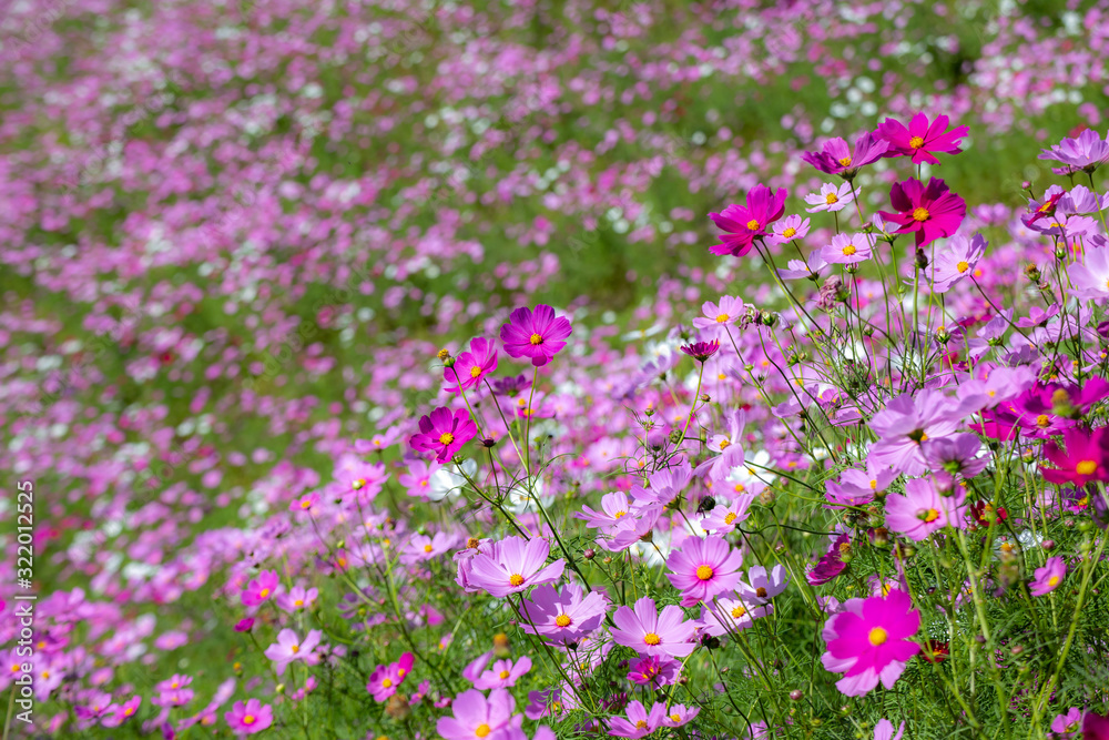 コスモスの花　秋イメージ