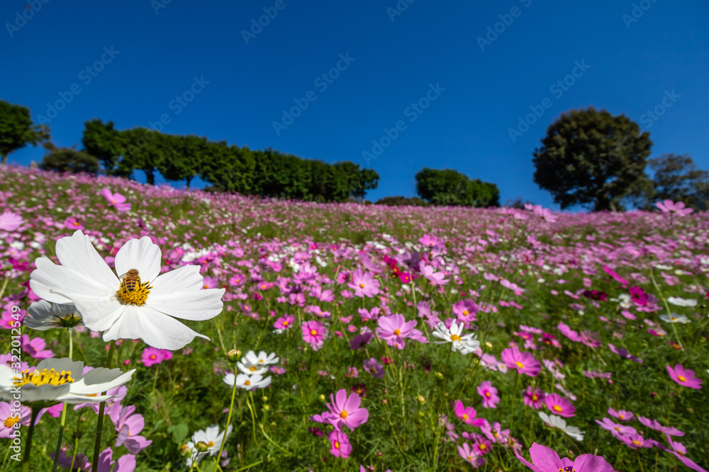 コスモスの花　秋イメージ