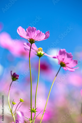 コスモスの花　秋イメージ