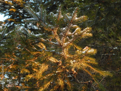 spruce branch in the snow backlit by the setting sun bottom view