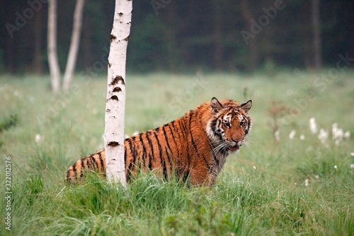 The Siberian tiger  Panthera tigris Tigris   or  Amur tiger  Panthera tigris altaica  in the grassland.