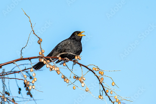 Common Blackbird also known as Turdus merula.