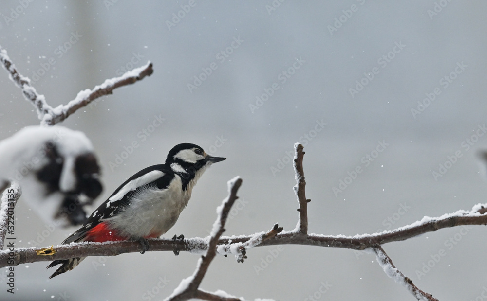 Great Spotted Woodpecker on winter tree