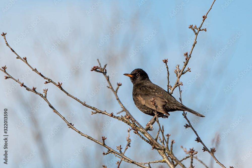 Common Blackbird also known as Turdus merula. Common Blackbird also known as Turdus merula.