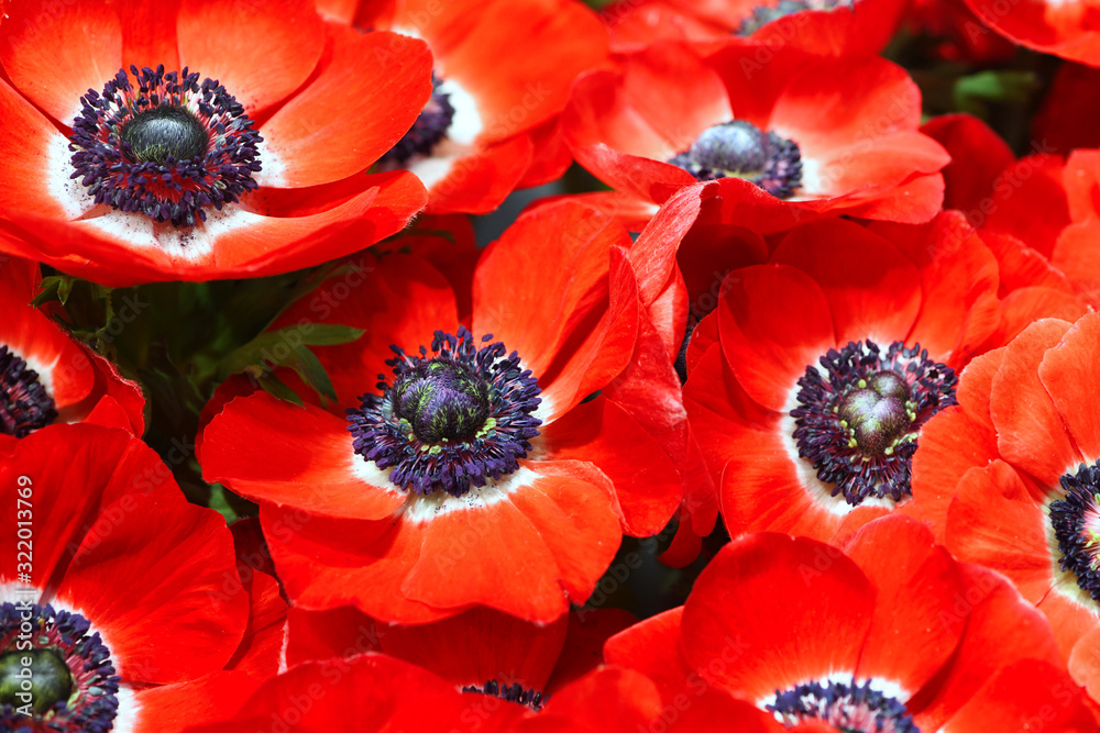 Close up of red open Anemone flower at background Close up of red open Anemone flower at background