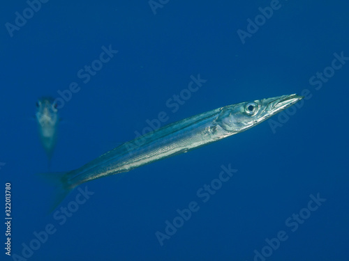 Barracuda catching a prey