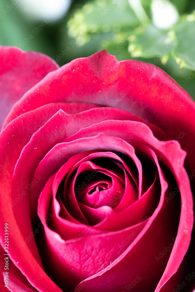 Fototapeta premium バラの花