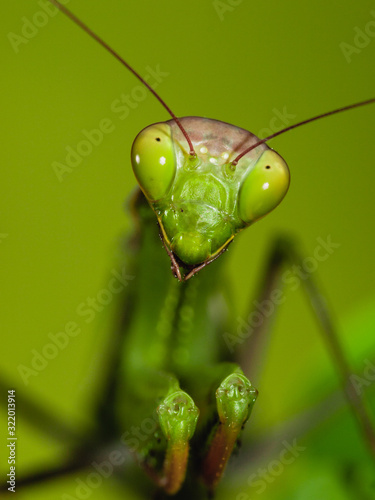 Close-up of a praying mantis © A. Martin UWphoto