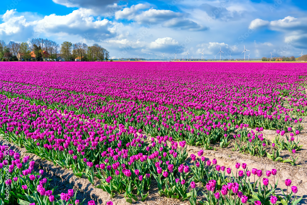 Tulpenblüte Holland