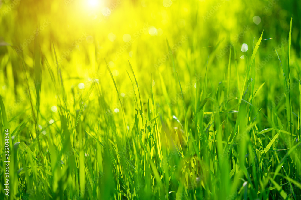 Green grass on a Sunny day, soft focus. Abstract natural backgrounds