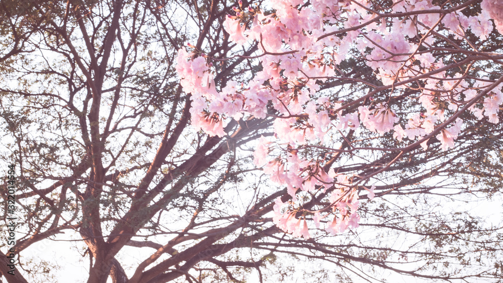 Beautiful pink flower look likes Sakura Flower or Cherry Blossom with Beautiful Nature Background. Spring flower tree blossom. The romantic of pink flower trees for valentine or wedding background