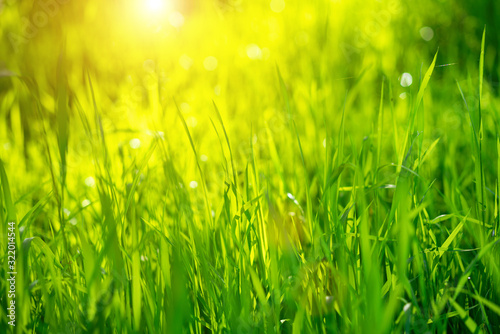 Green grass on a Sunny day  soft focus. Abstract natural backgrounds