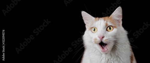 Funny tabby cat looking surprised with mouth open. Panoramic image with copyspace for your individual text.