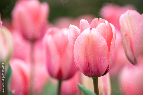 チューリップの花　春イメージ