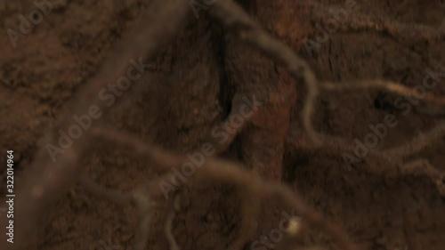 Tilt showing main center root of plant in the underground photo