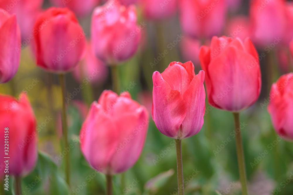 チューリップの花　春イメージ