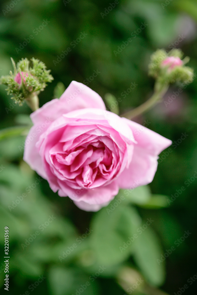 a pink rose flower in  garden