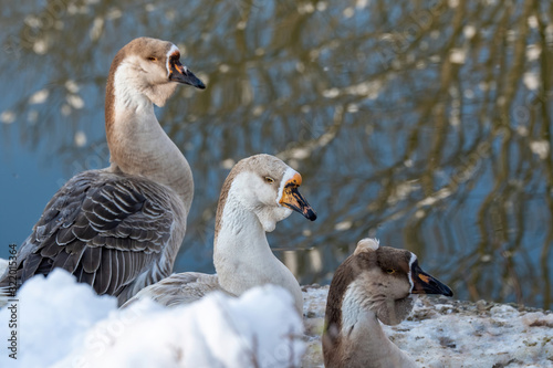 Portrait of swan (Chinese) goose. Wildlife photo.Selective focus photo