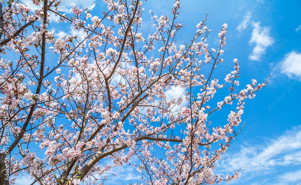桜の花 春イメージ 桜の花 春イメージ