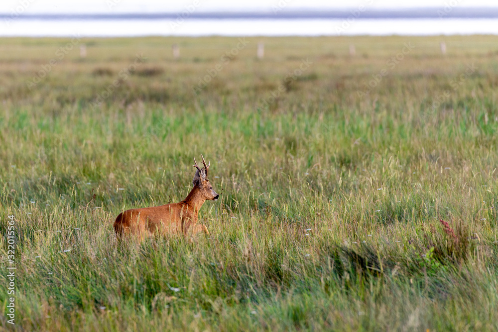 Roe buck on the salt meadows at the wadden sea on Juist, East Frisian Islands, Germany. Roe buck on the salt meadows at the wadden sea on Juist, East Frisian Islands, Germany.
