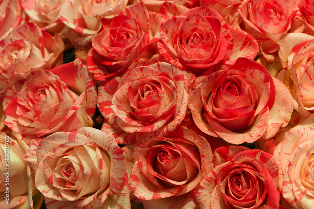Natural baracuda roses wall at background Natural baracuda roses wall at background
