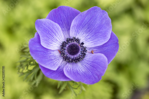 アネモネの花　春イメージ