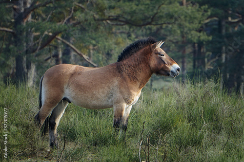 Einzelnes braunes Wildpferd