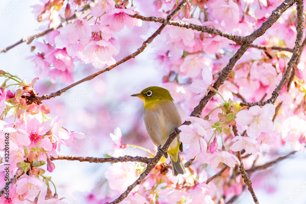 桜の花に囲まれて可愛い冬のメジロ　伊東小室桜