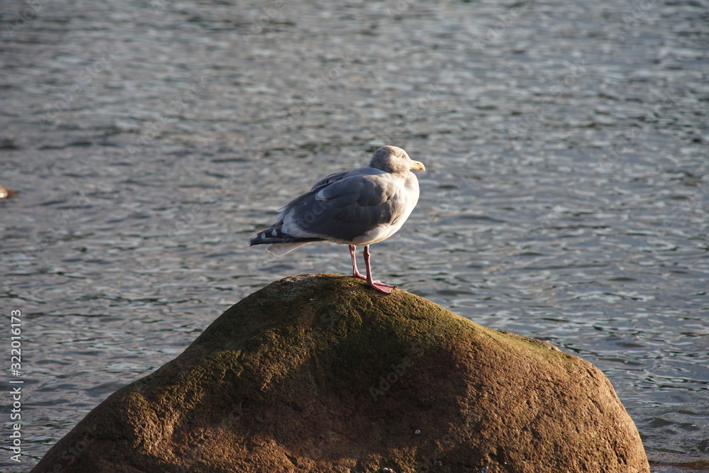 A seagull resting on a horizontal pole A seagull resting on a horizontal pole
