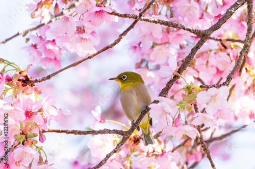 桜の花に囲まれて可愛い冬のメジロ 伊東小室桜