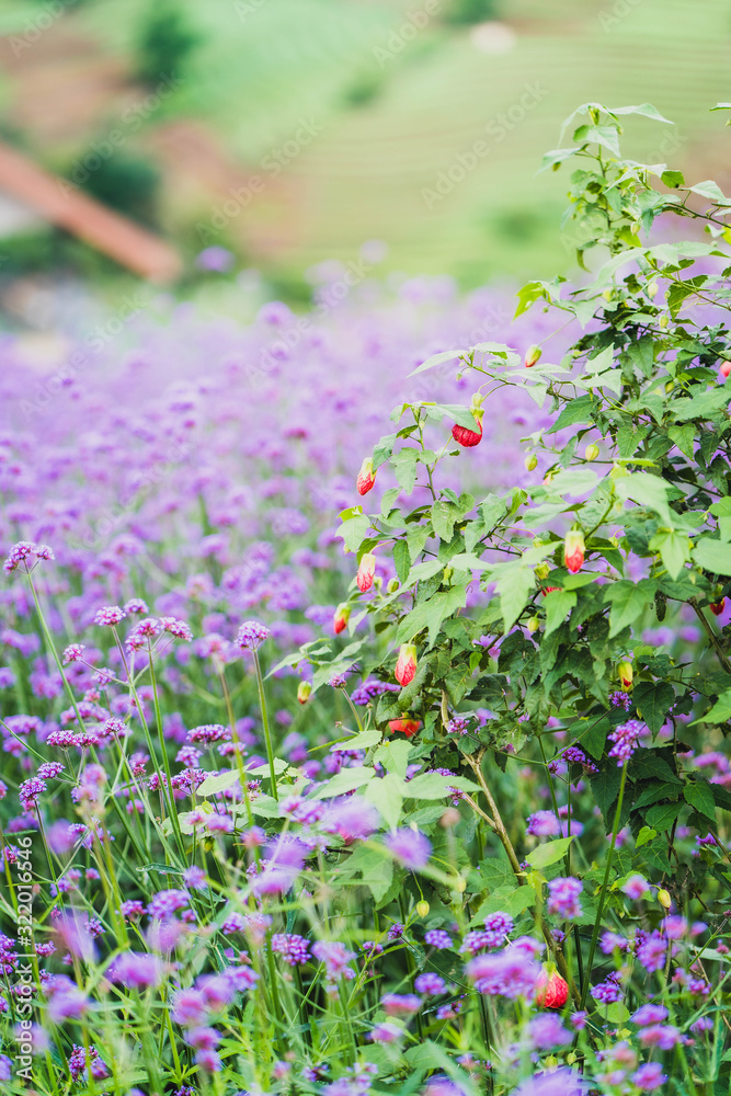 Fototapeta premium Verbena flower field Thailand