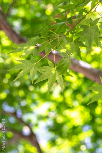 緑のモミジ 初夏イメージ