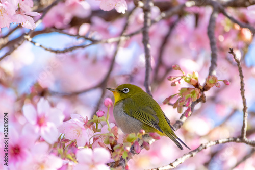 桜の花に囲まれてふっくらした可愛いメジロ 伊東小室桜 静岡市