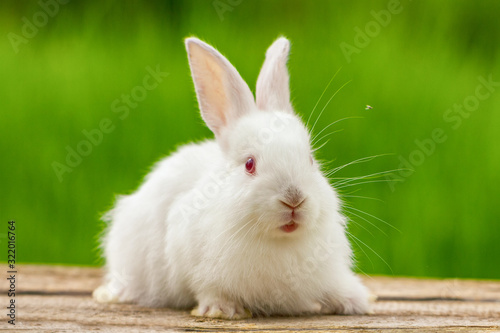 Portrait of a funny white rabbit on a green natural background