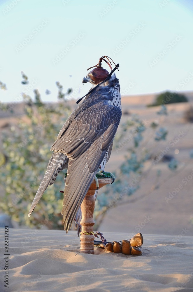 bird of prey. Domesticated bird of prey. Bird of prey sitting.Tapped