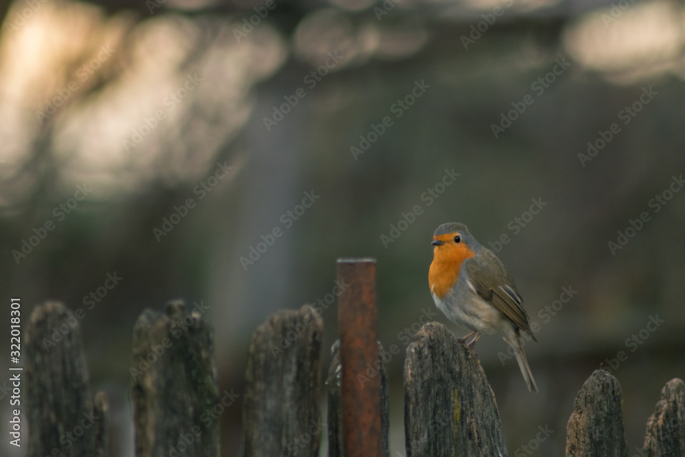 Obraz premium Erithacus rubecula robin bird wildlife