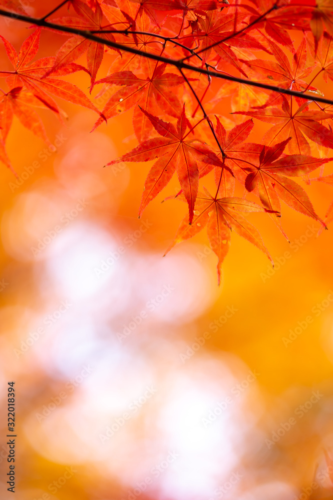 紅葉　和風な秋イメージ