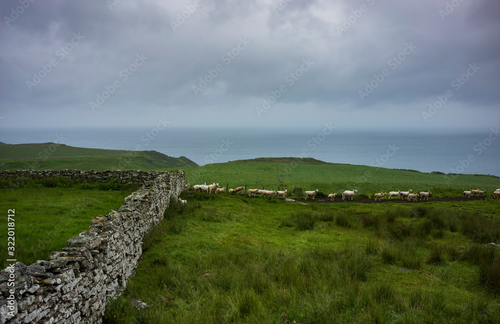 Sheep graze in a field near a stone wall and a cliff overlooking Dornoch Firth near the town of Glen Morangie, Scotland, UK during a overcast day. 