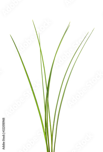 Grass tuft